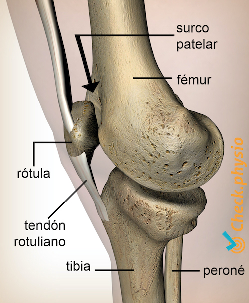 afbeelding_alt_knie-facies-patellaris-femoris-groeve-patella-knieschijf