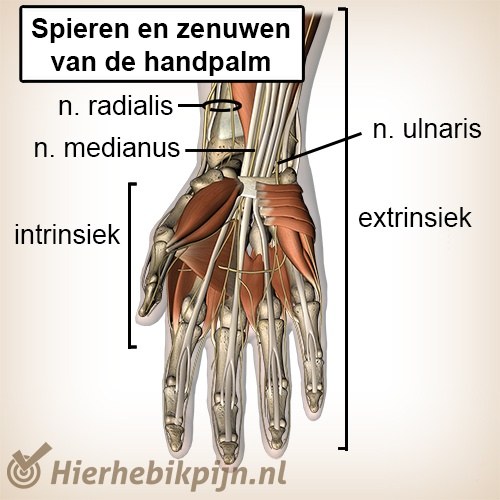 Hand spieren pezen zenuwen palmair handpalm